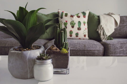 plants on the table in a room